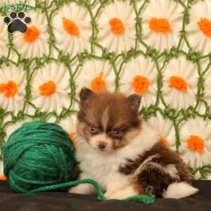 King, Pomeranian Puppy
